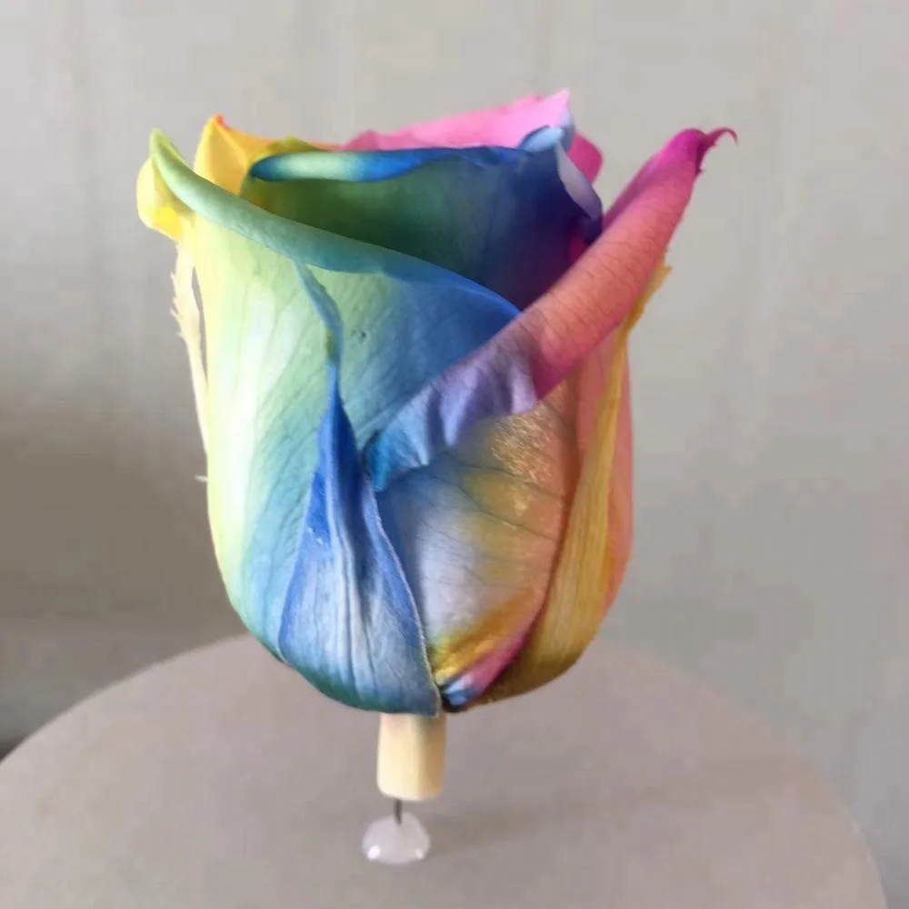 Unfading preserved rainbow rose in promotion