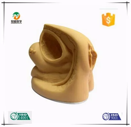 Factory Outlet Female Sexuel Organ Catheterization Simulator