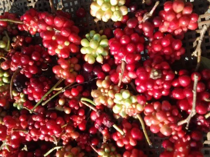 
Dried natural wild Schisandra Fruits Schisandrae chinensis fructus new collected 
