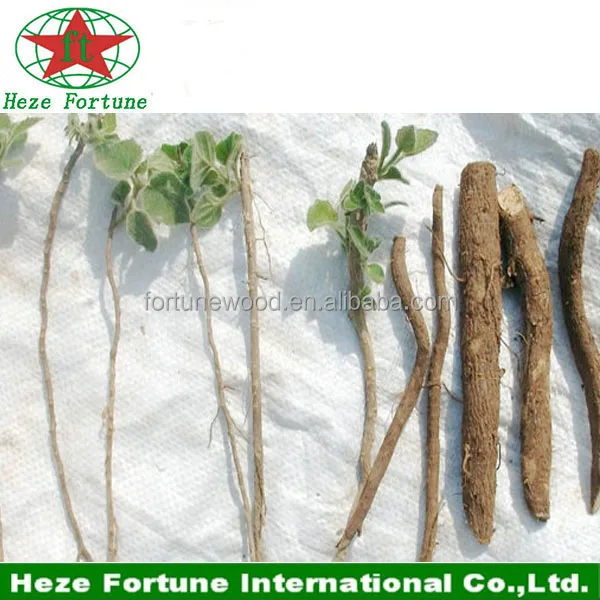 
Гибрид 9501 корень павловнии для разведения 