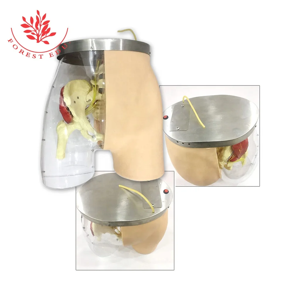 Medical Nursing model Human Buttocks intramuscular injection model