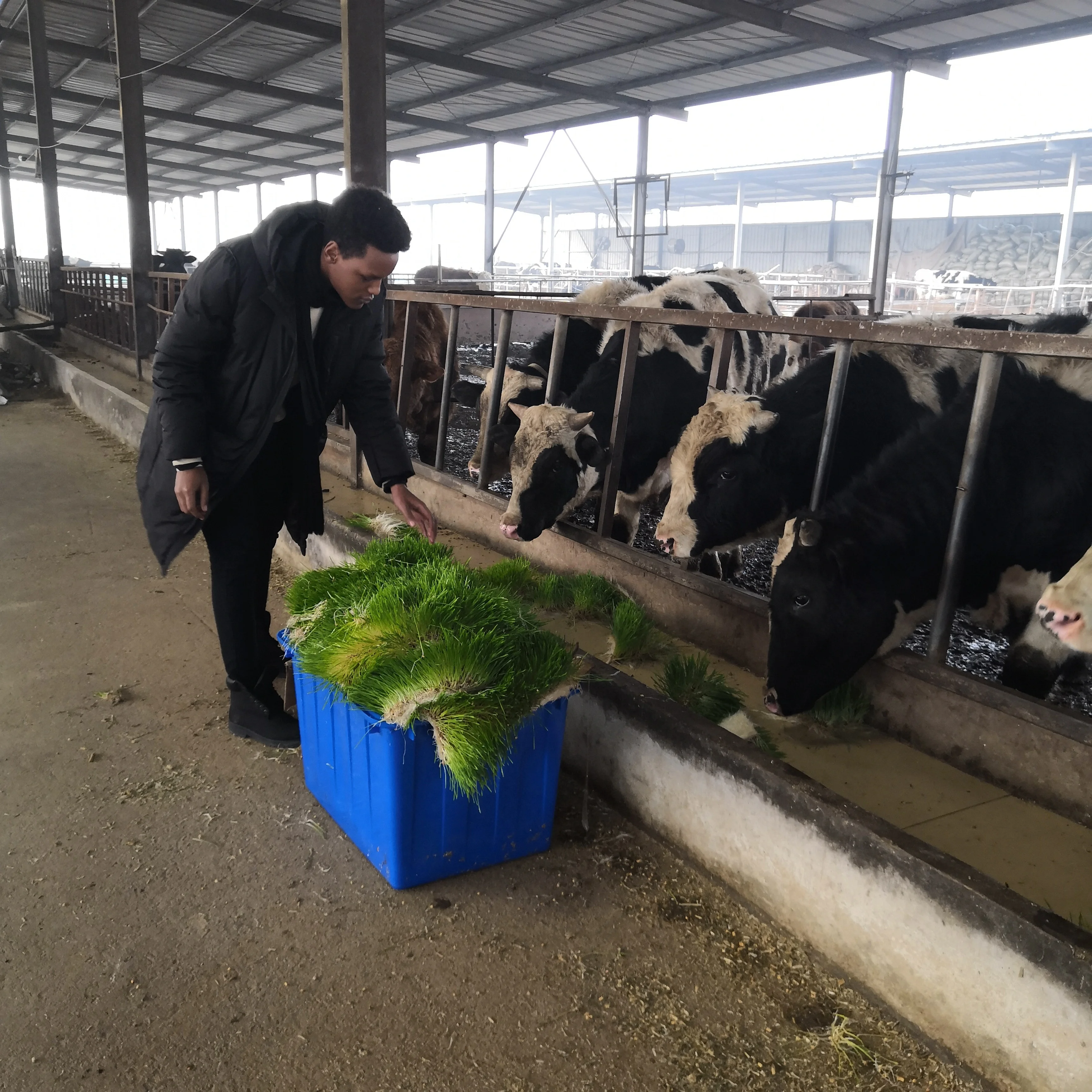 Factory Manufacture Shipping Container Hydroponic Farm | Hydroponic Grass Fodder Container