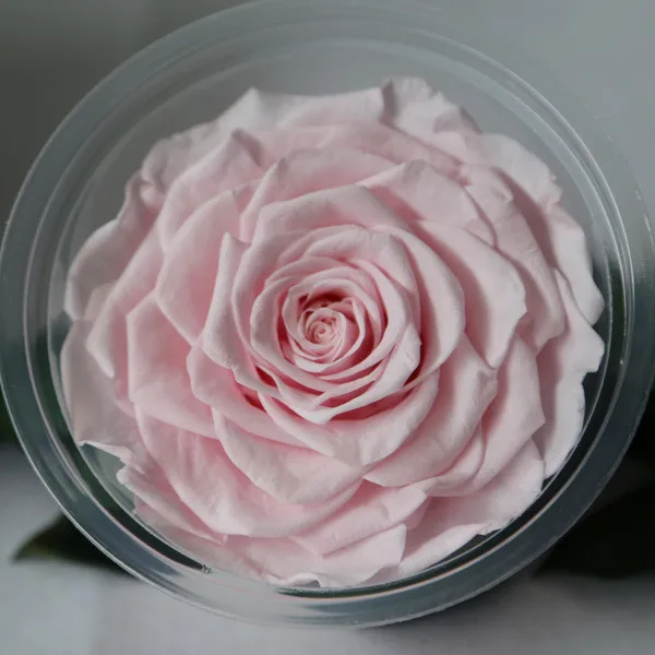 
Online Sale Preserved Flower Buds For Centerpieces From KIFA Center 