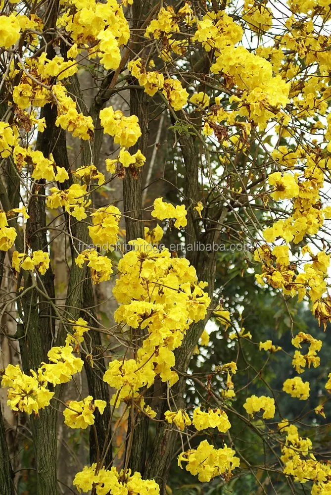 
Tabebuia chrysantha 