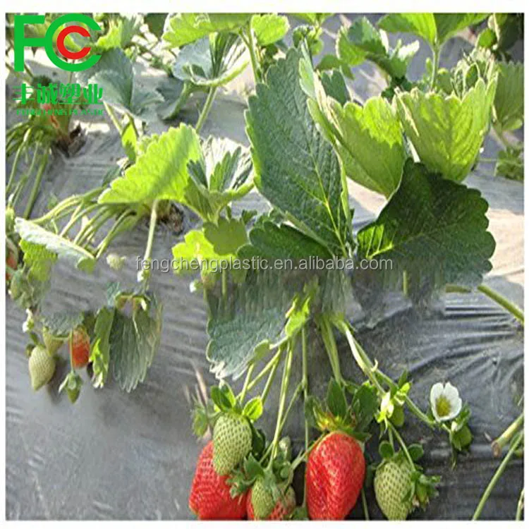 Black plastic mulch film for strawberry,cheap mulching film roll price,plastic rolls for laundry for sale hot