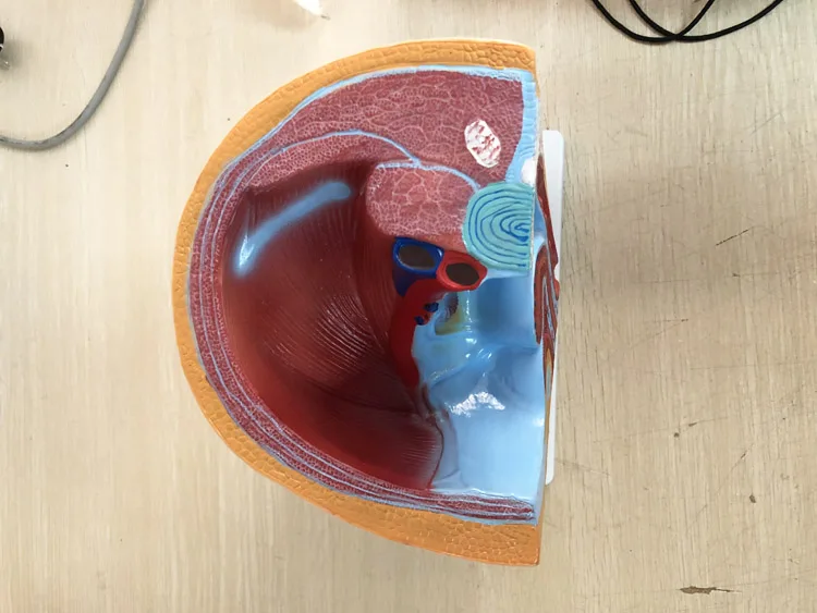 PVC Women Sagittal Anatomical Model for Teaching / High Quality Medical Teaching Models Price