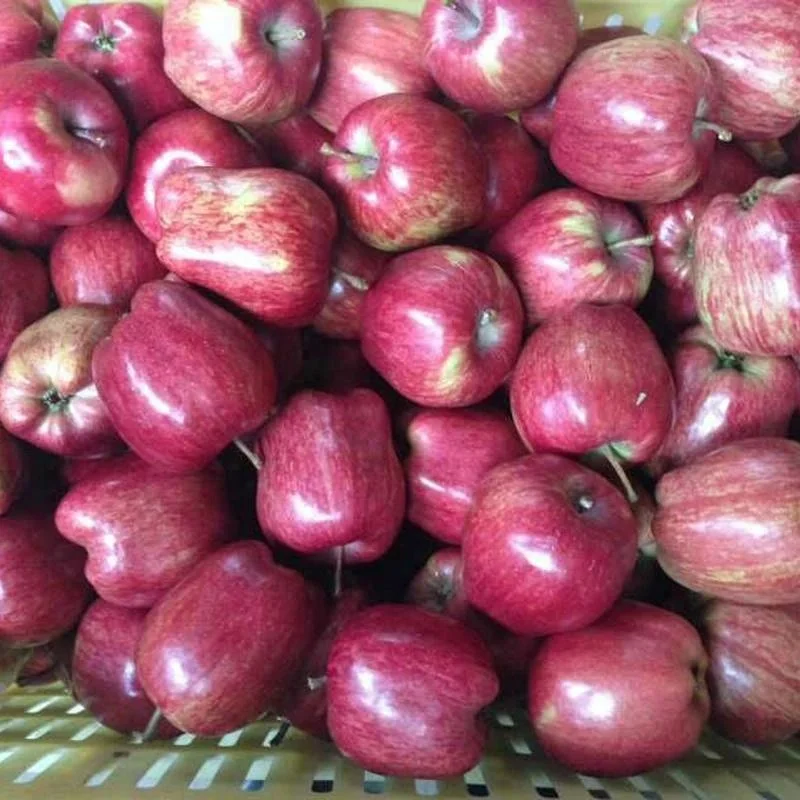 FRESH QIN GUAN FRESH APPLES HOT SELLING FROM CHINA