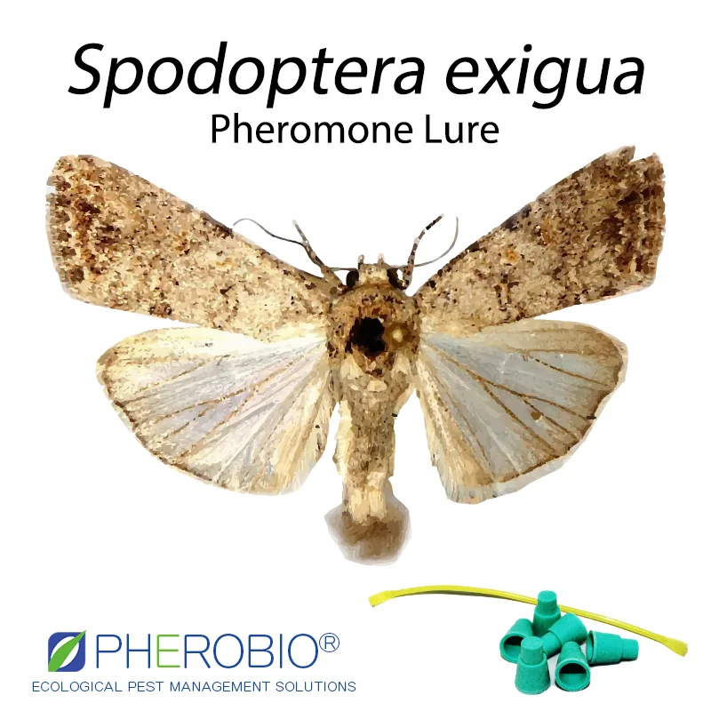 Beet armyworm Spodoptera exigua  pheromone lure pheromone trap