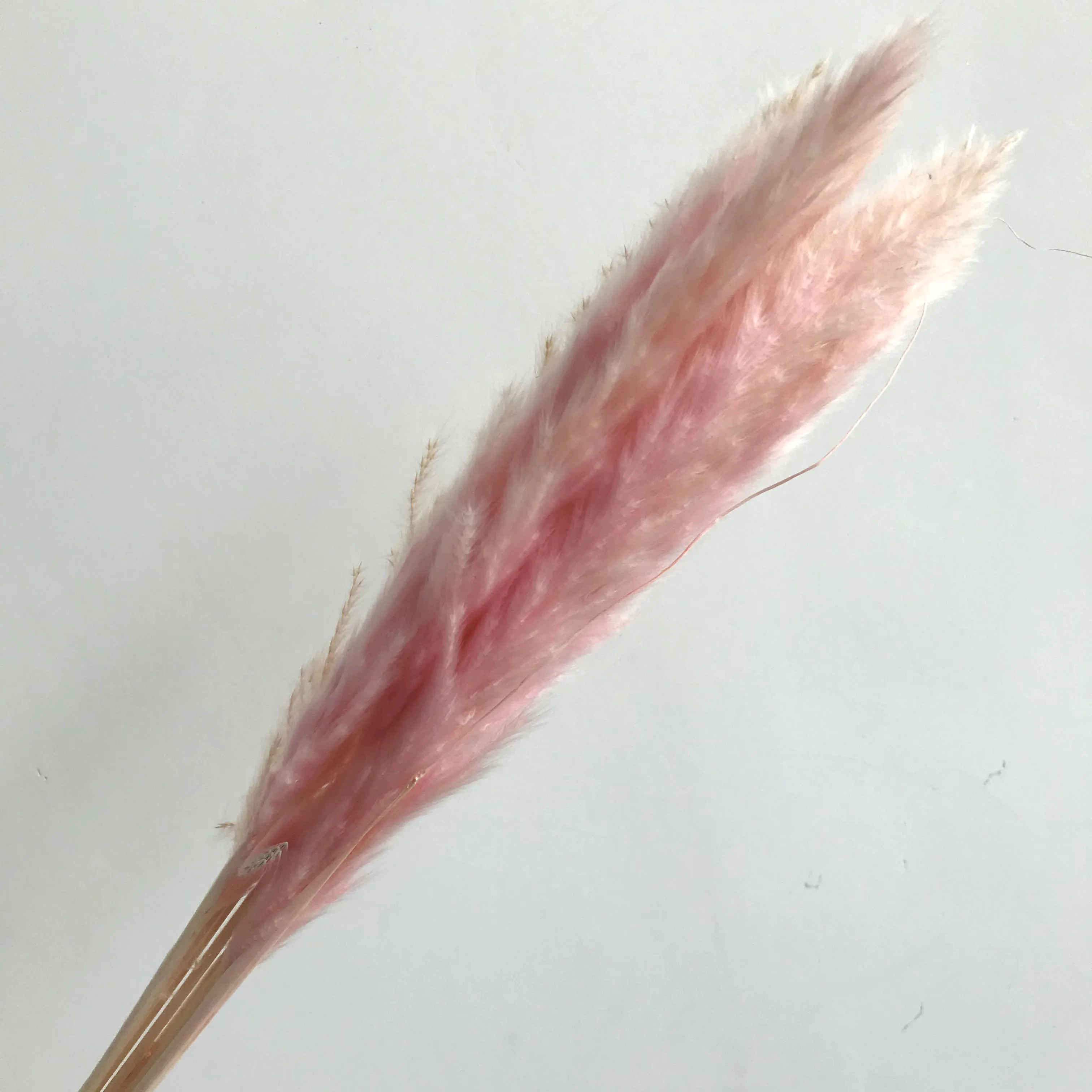 dried flowers painting dried flowers singapore