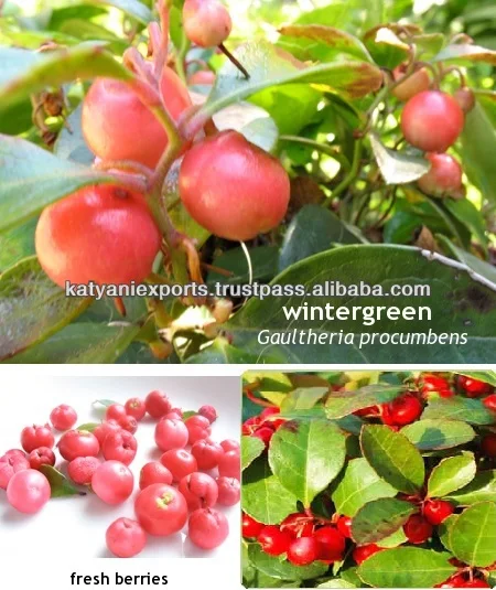 Natural Plant Extract Wintergreen Oil / Winter Green Oil ( Pure & Natural )