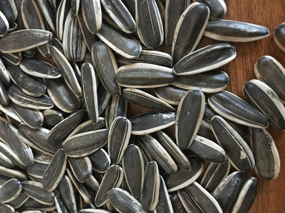 
chinese sunflower seeds type 363/361/601/5009/3939 