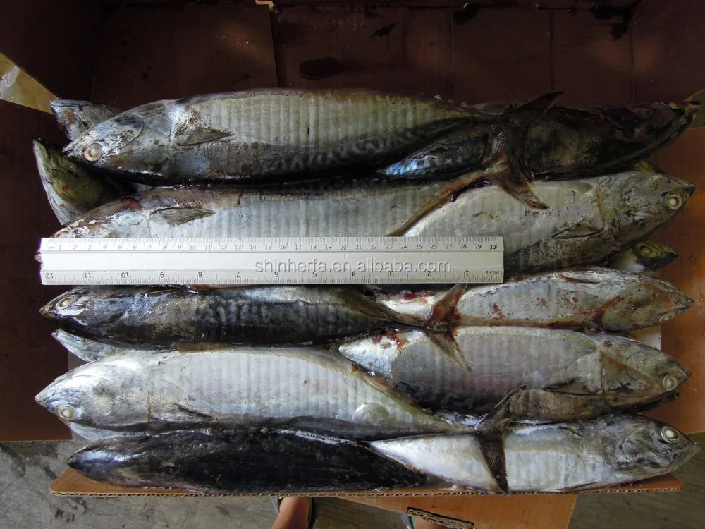 Taiwan Frozen Bonito Tuna 400/500 gram Euthynnus Affinis