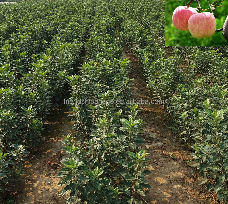 
Fuji Apple tree seedlings fruit tree 
