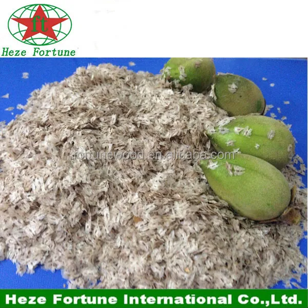 Traditional paulownia hybrid 9501 seeds with certificate