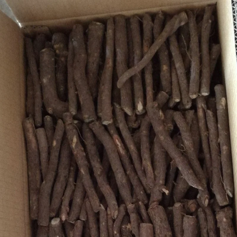 
China cold resistant empress tree root cutting and rootstock plants paulownia for timber 