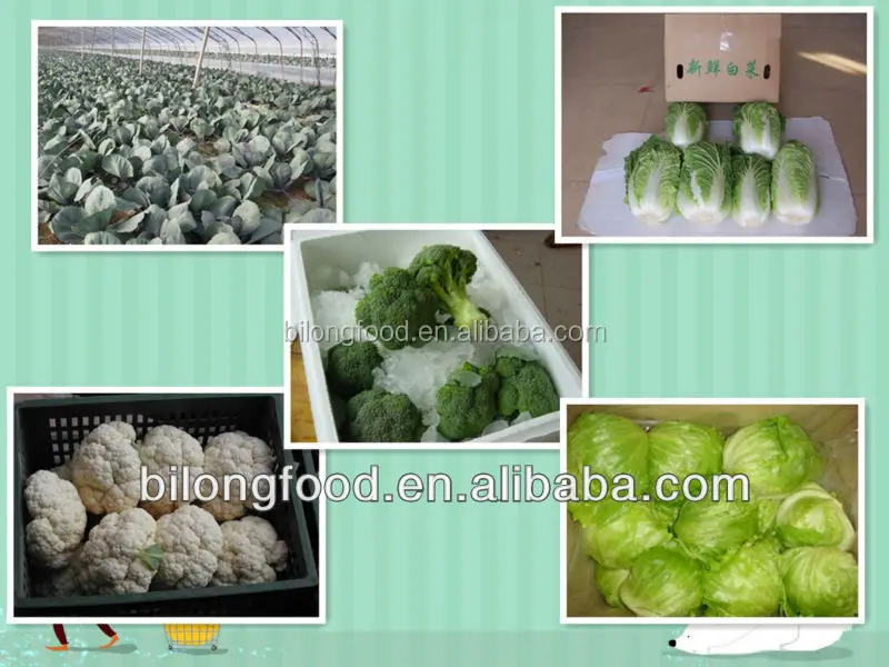 
2019 new crop chinese fresh cauliflower supply all the year round 