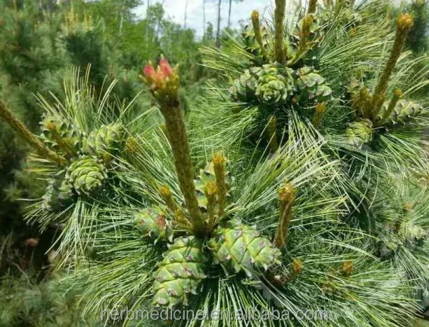 song guo Natural whole fruit shell seeds removed empty dried Pine Cone for decoration