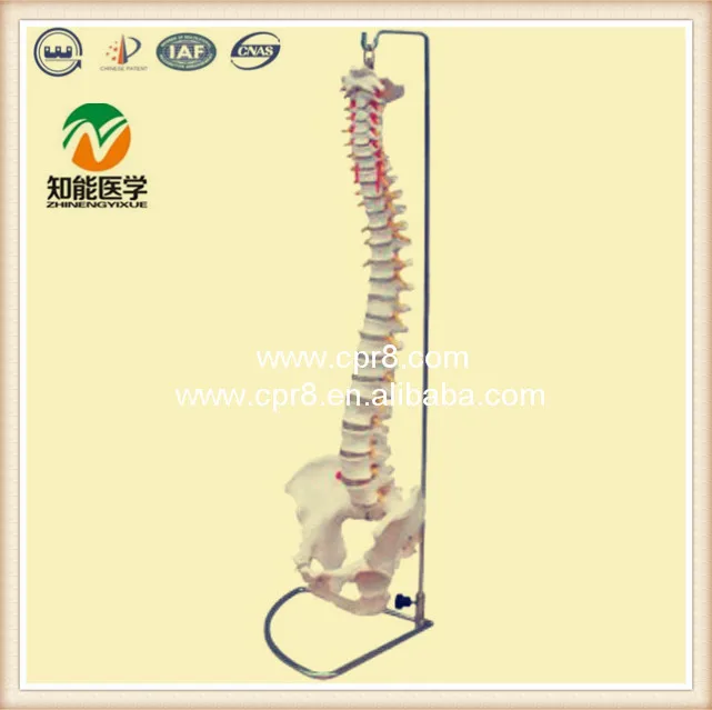 Bix-a1014 Flexible Life Size Human Skeleton Spine Model Cpr Trainer