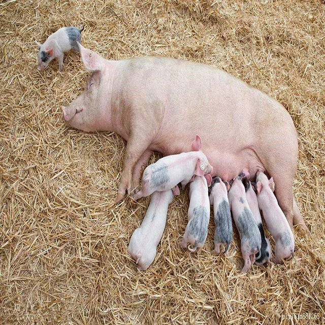 Борочная кислота решает грязную проблему