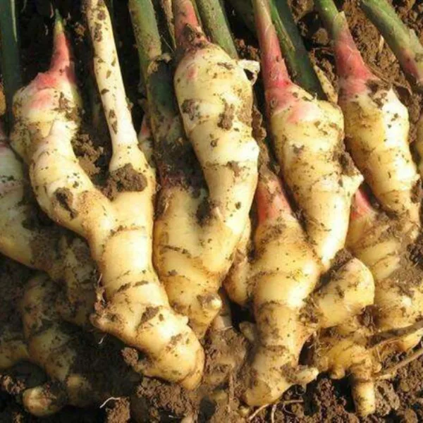 Shampoo Using 5% Gingerols water soluble ginger extract