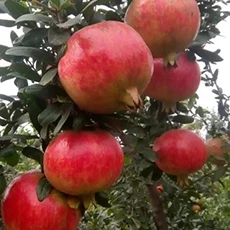 
Red Pomegranate Tree for Sale 