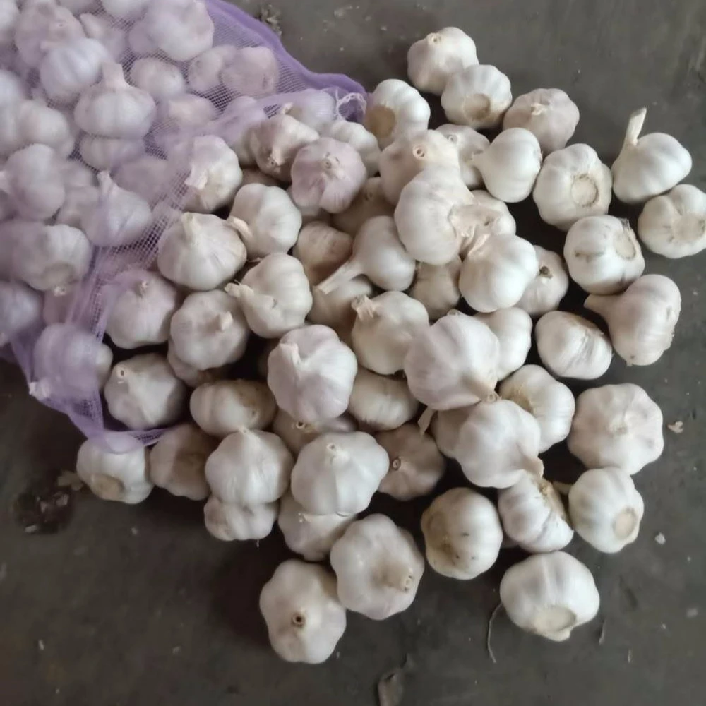 
2018 new harvest garlic 