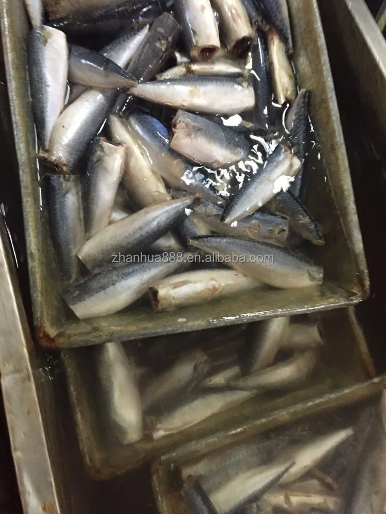 ХАГА pacific скумбрия, тихоокеанский скумбрия для палками, китай происхождения скумбрия ХАГА