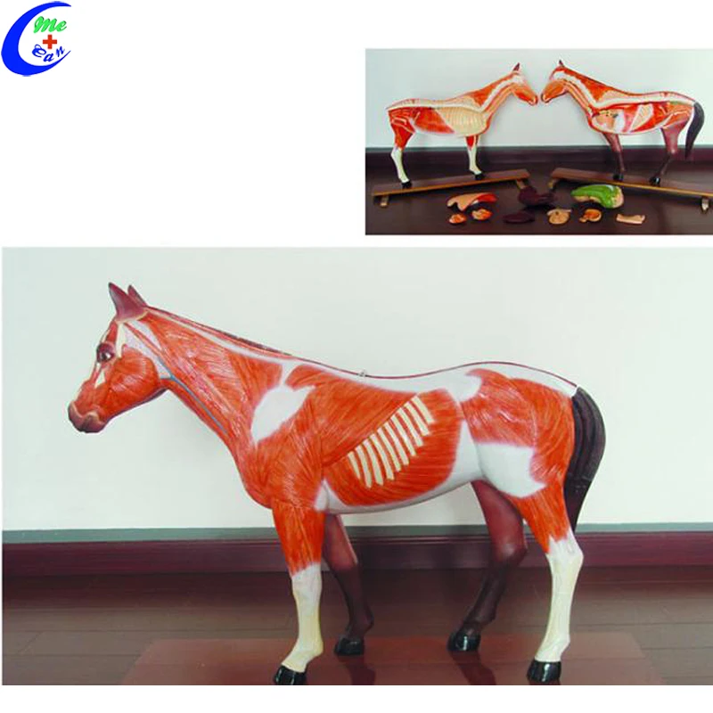 Medical Teaching Cattle Animal Bovine Anatomical Dissection Model Vet Animal Cow Anatomy Model