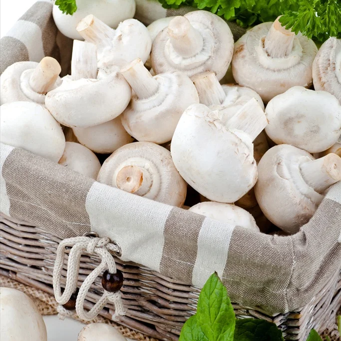 
Zhangzhou SO2 preserved champignon 