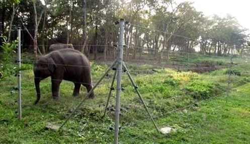 BIG animals! Tongher intelligent large power 12 Joules electric fence energizer for elephants/bear/monkey