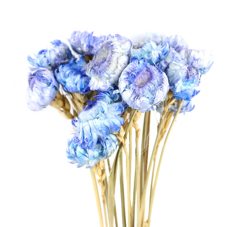 Popular Dried Strawflower Europe Colorful Helichrysum Bracteatum Straw Flower Dried Decorative Flowers & Wreaths Graduation