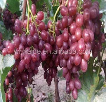 Electronic cigarettes, smoke oil essence, grape flavor of smoke oil essence