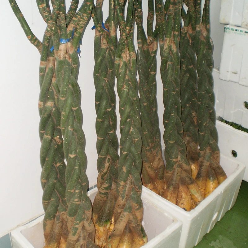 
5 плетеных декоративных комнатных горшечных растений pachira macrocarpa aquatica bonsai 