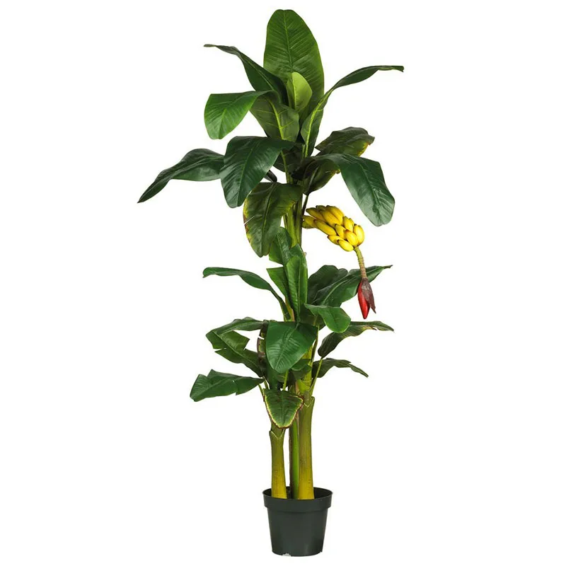 silk vision flowers wholesale banana tissue culture plants