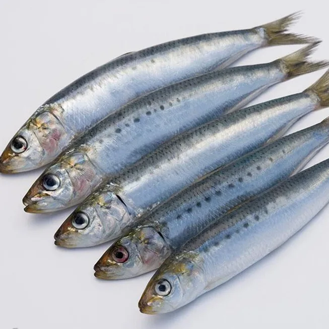 
2018 new arrive high quality with good price frozen sardine sardinella longiceps for canning and market 