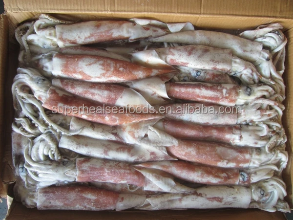 Frozen Squid Food /Japanese Flying Squid