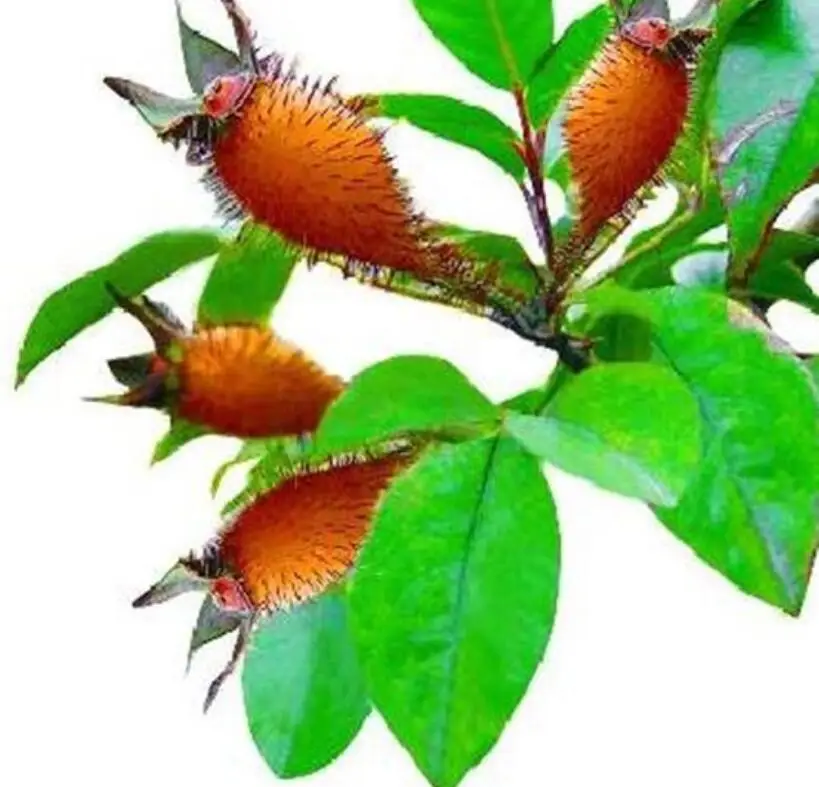 Белые ароматные семена розы Cherokee для посадки