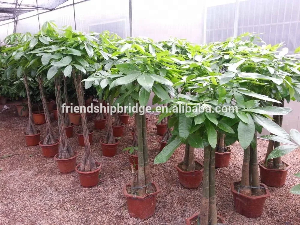 Pachira Aquatica, Live Money Tree Indoor Plant