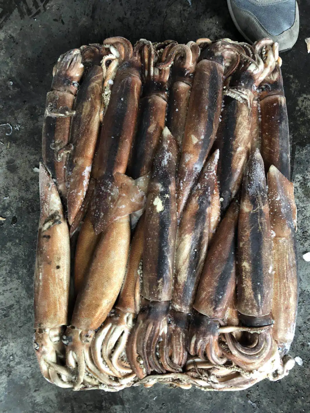 Argentina Squid 200-300g New Catch Raw Squid Price
