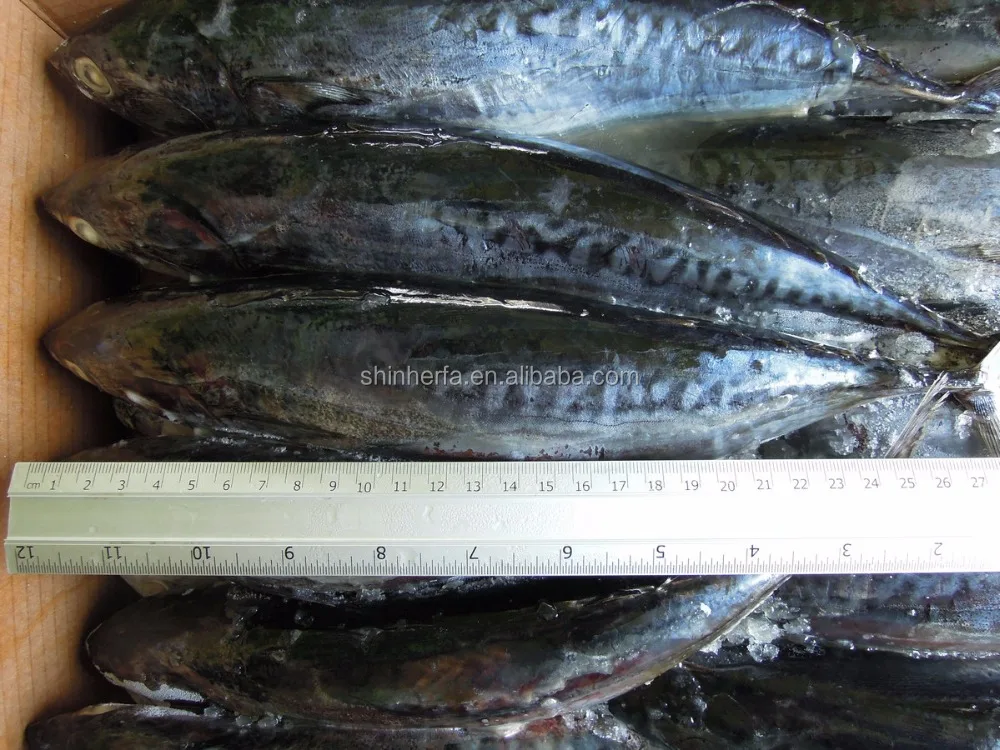 Taiwan Frozen Bonito Tuna 400/500 gram Euthynnus Affinis