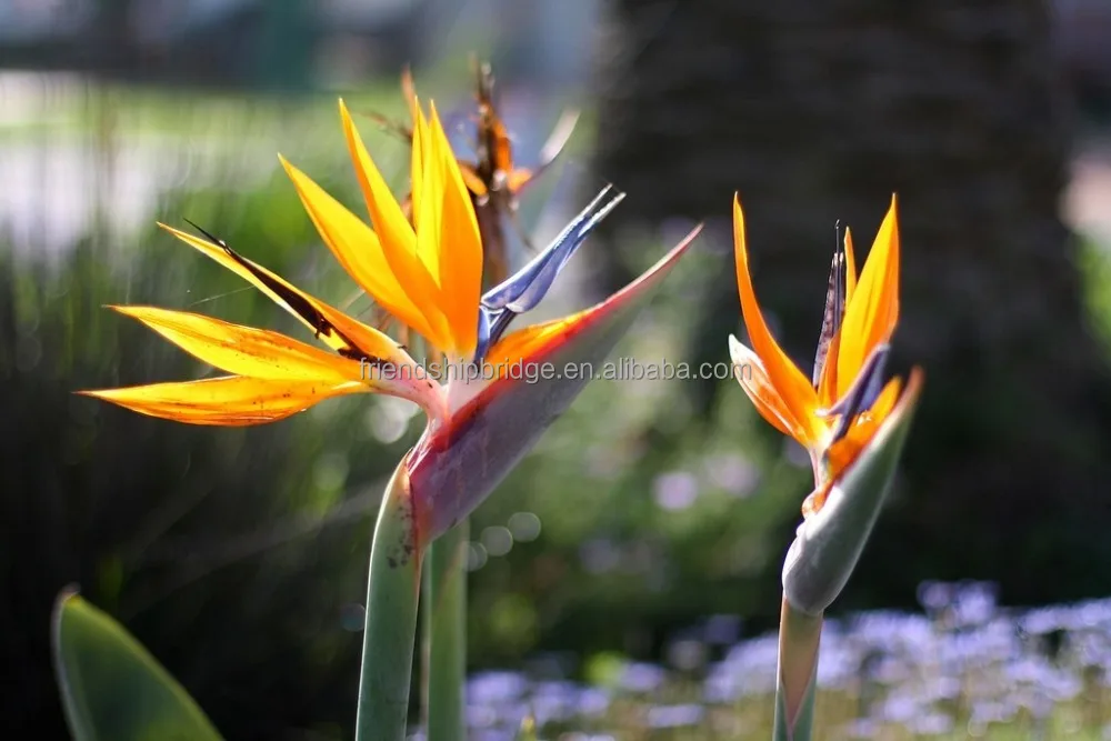 Bird of Paradise Flowers