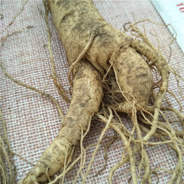 
Ren shen Chinese Natural crude ginseng Tonic Fresh Ginseng Root for sale 