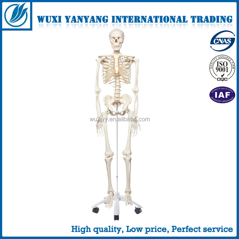 180cm Human Structure skeleton model manufacturer