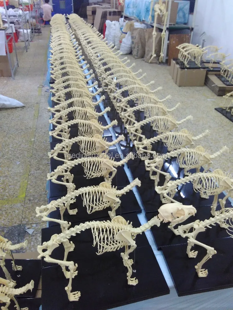 R190113 Veterinary Supply Animal Pet Dog Medical Anatomy Canine Skeleton Model