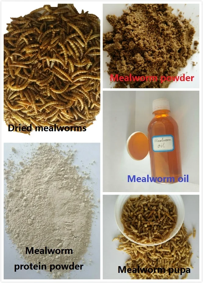 
Tang Fish Food Fish Feed Additive Defatted Mealworm Protein Powder 