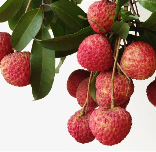 
Canned food list canned lychee organic food for indonesia food 