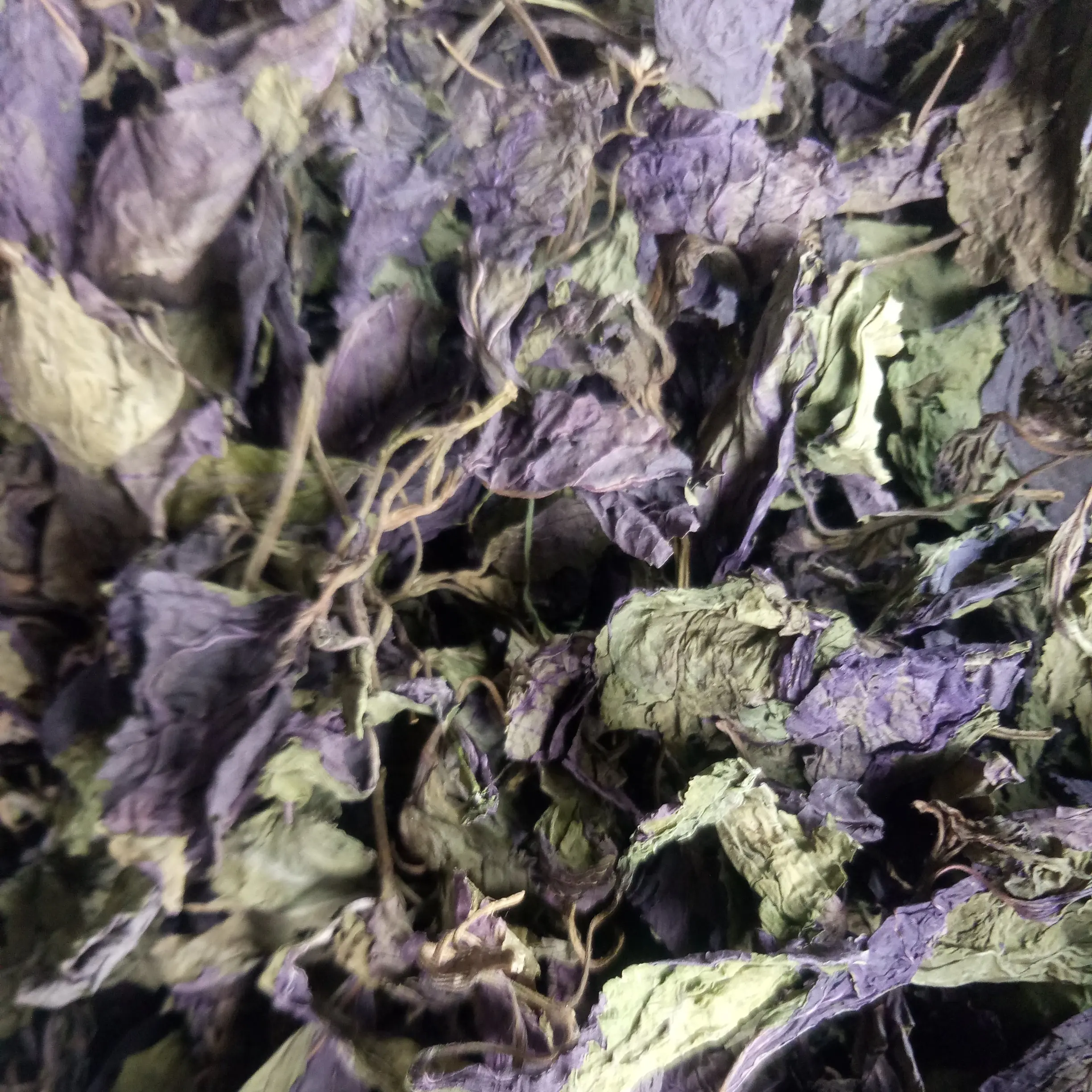 Zi su ye natural dried purple leaves Folium Perillae for spice