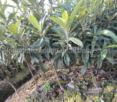 
Eriobotrya japonica (Thunb.) Lindl Loquat fruit seedling 