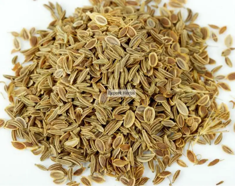 
 семян укропа  