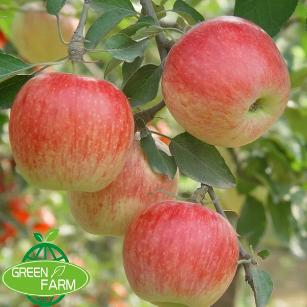 all kinds of fruit apple